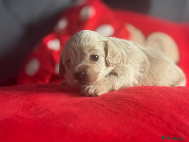 Chipoo dogs - Advert 3