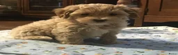 Maltipoo dogs for sale: Angelic Maltipoo Puppies with Playful Spirits in Huddersfield - Advert 10