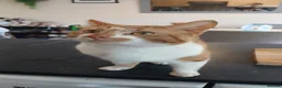 Mixed Breed cats for sale: 2 Boys Looking for their forever home! - Advert 3