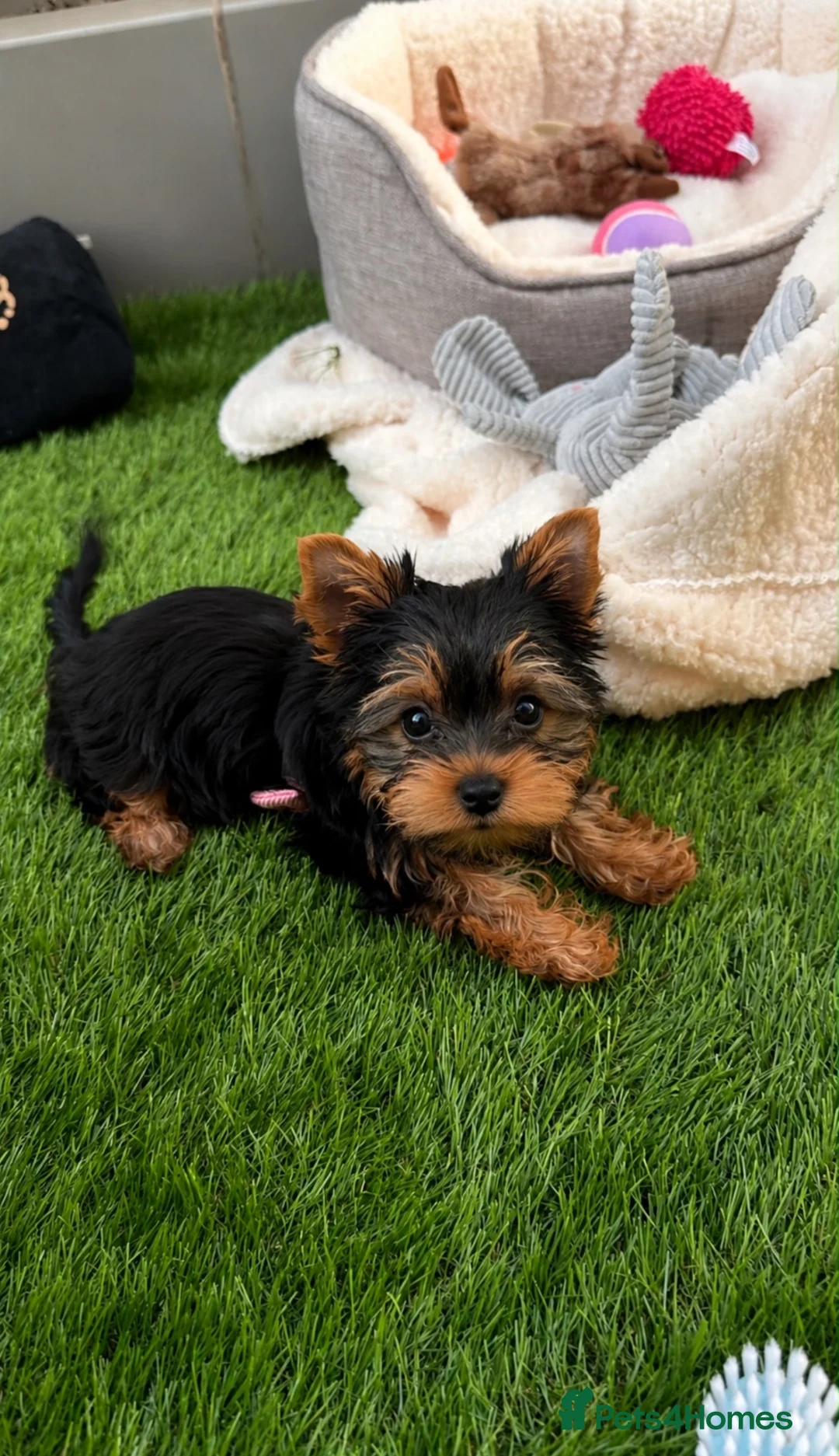 Yorkshire Terrier dogs for sale: Yorkshire Terrier Puppies - Advert 1