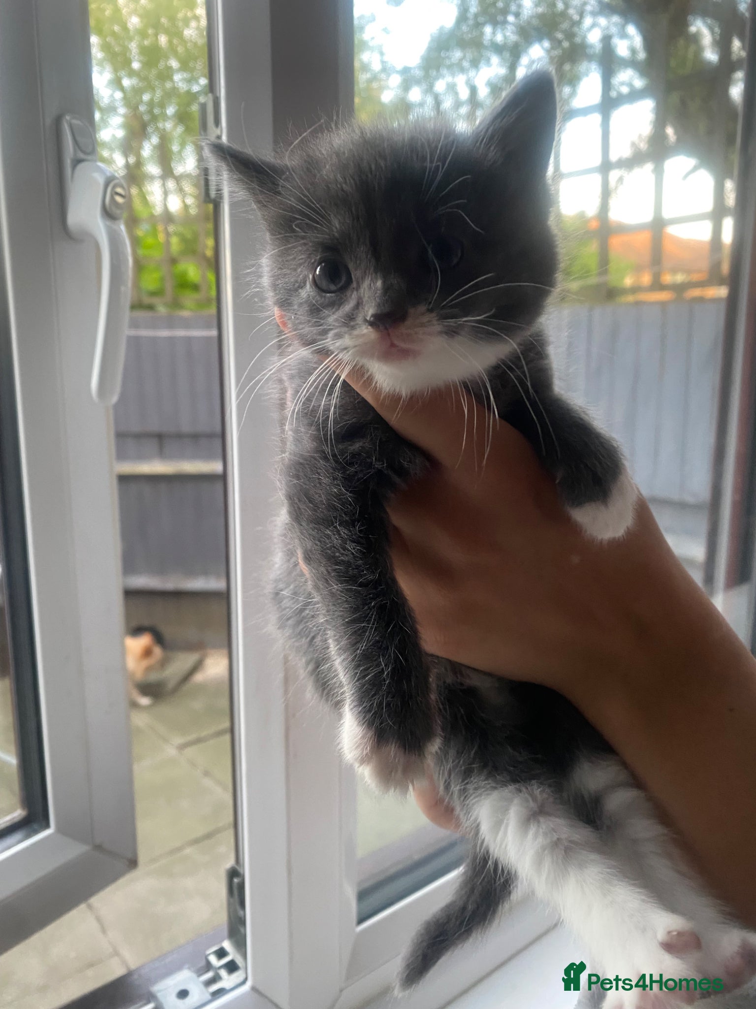 Russian Blue cats for sale: Beautiful litter of Mixed Russian blue kittens - Advert 7