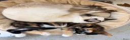 Mixed Breed cats for sale: Two Gorgeous Tortoiseshell girl kittens - Advert 1