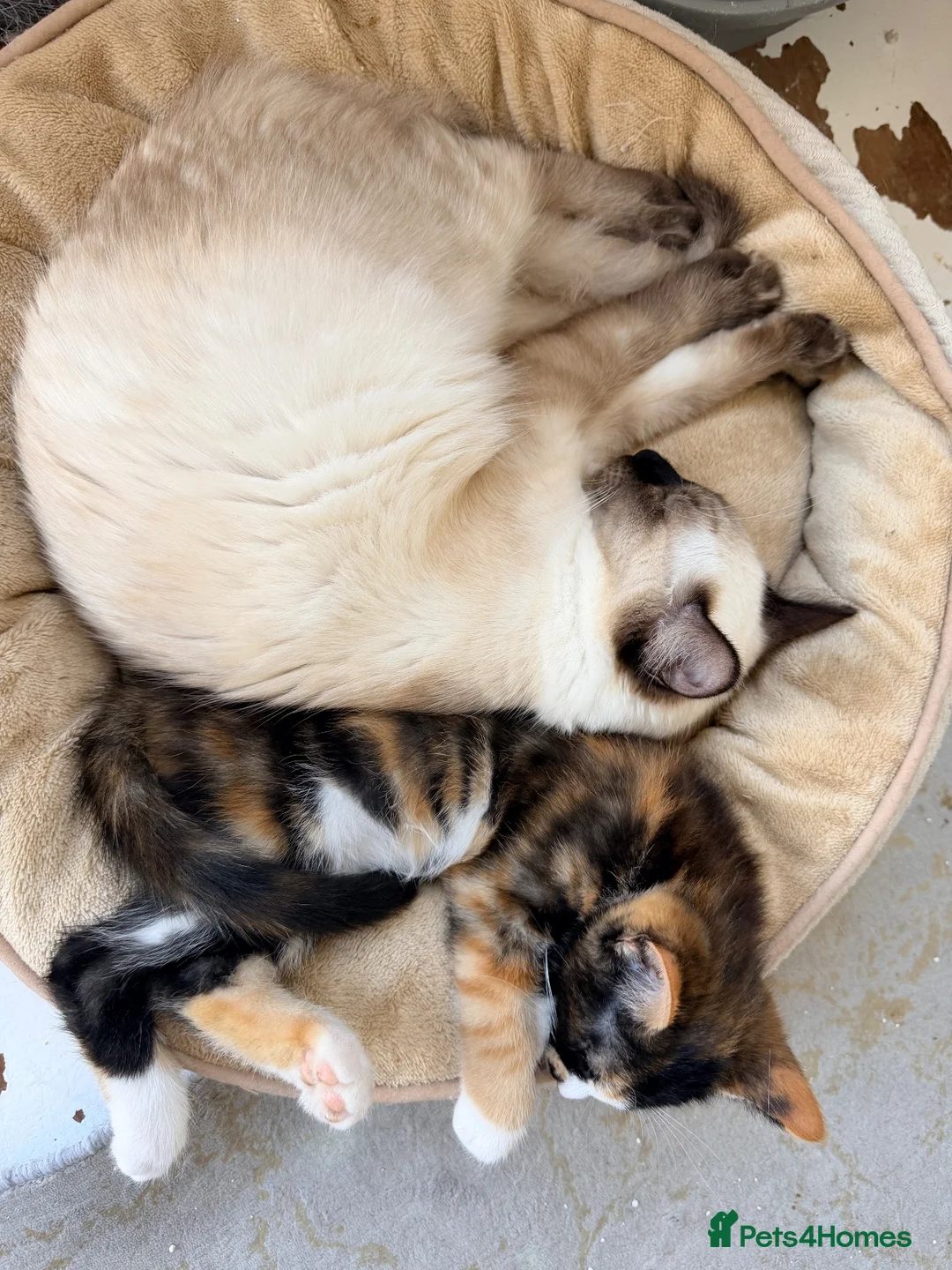 Mixed Breed cats for sale: Two Gorgeous Tortoiseshell girl kittens - Advert 1