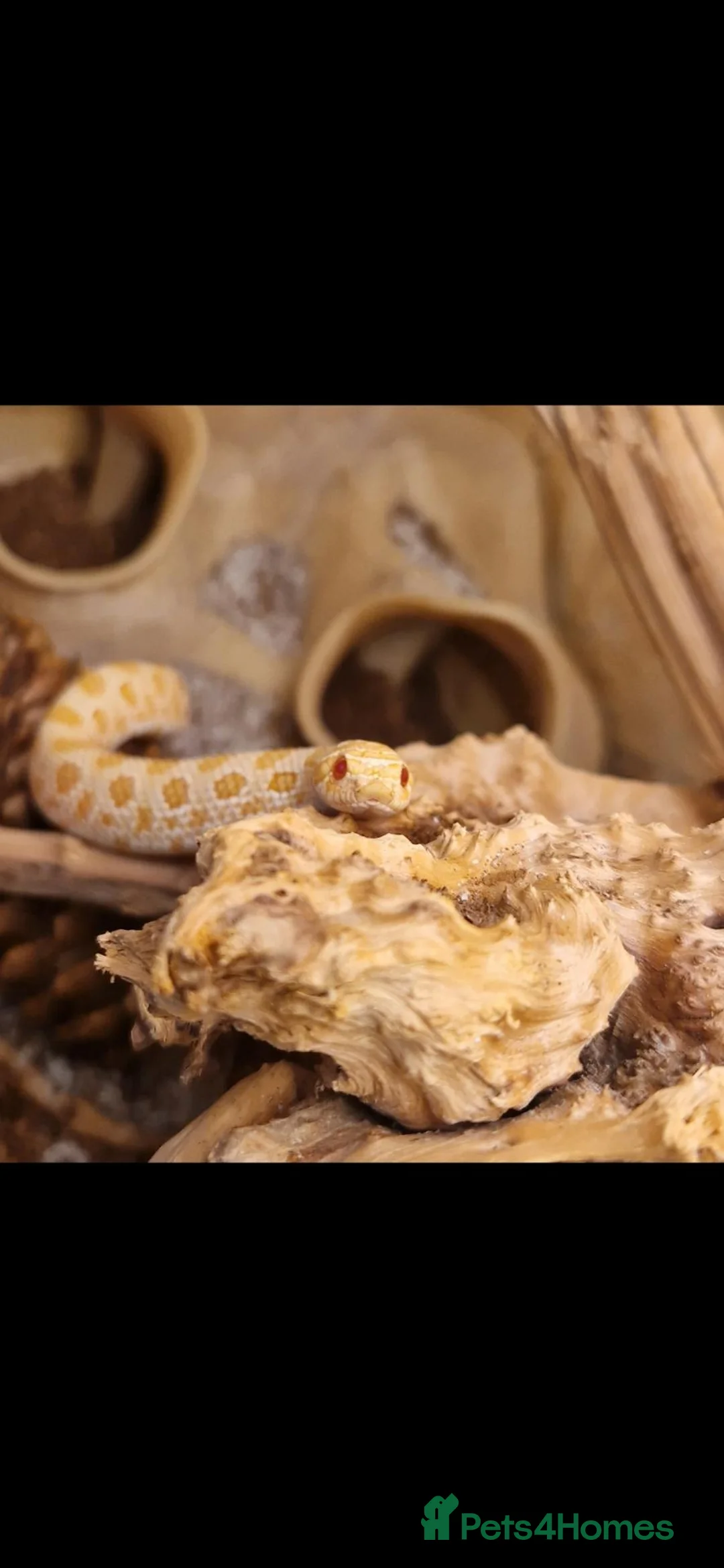 Snake reptiles for sale: Albino Western Hognose Snake – Male – Enclosure  - Advert 2