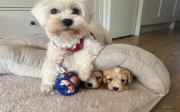 Maltipoo dogs for sale: Maltipoo Puppies  - Image 12