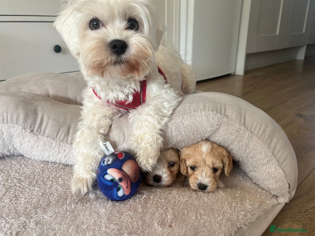 Maltipoo dogs for sale: Maltipoo Puppies  - Image 12