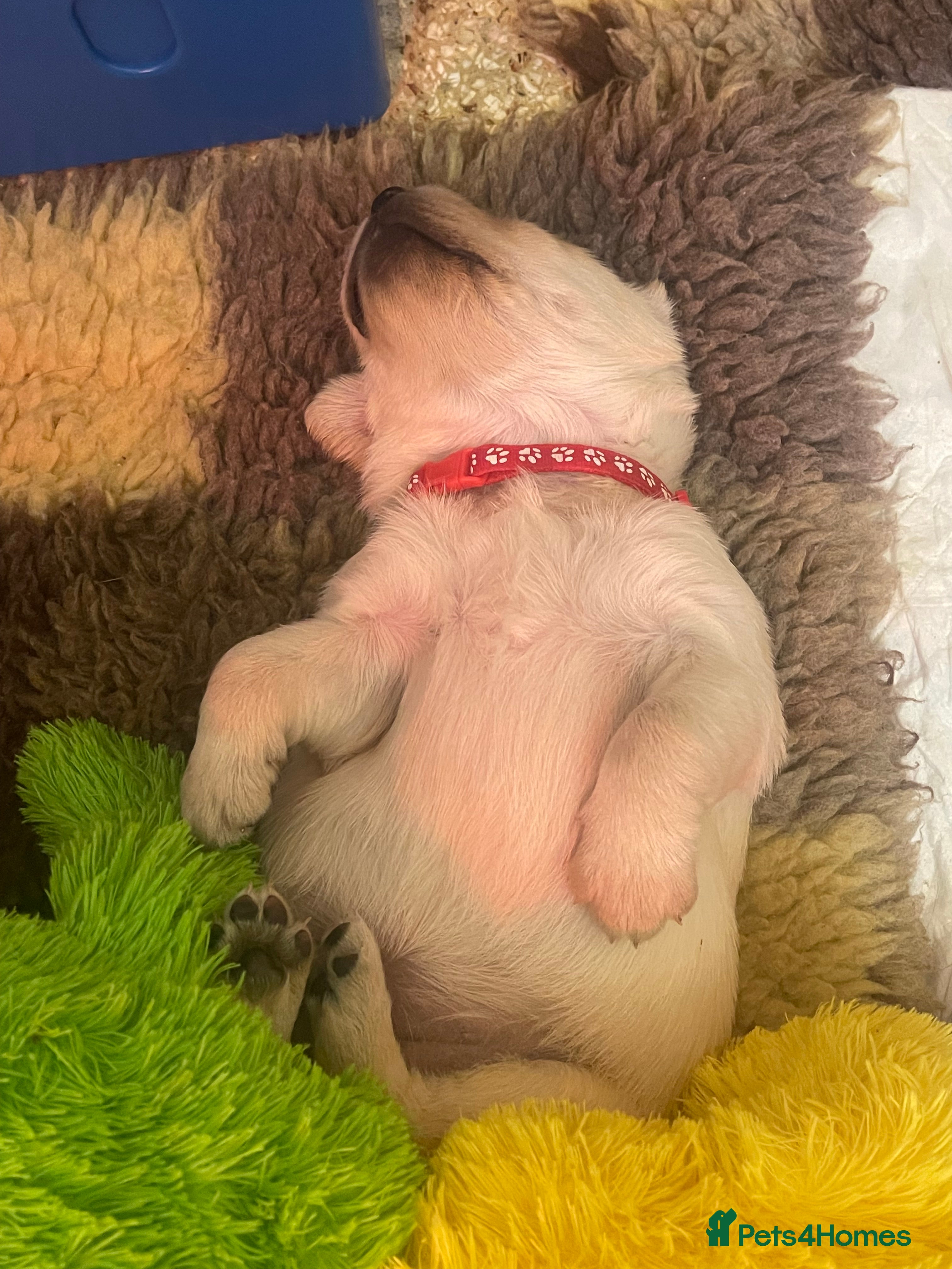 Goldador dogs Stunning black Goldador boy and cream girl ❤️ - Advert 13