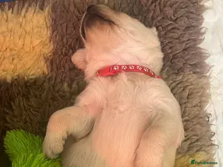 Goldador dogs Stunning black Goldador boy and cream girl ❤️ - Advert 13