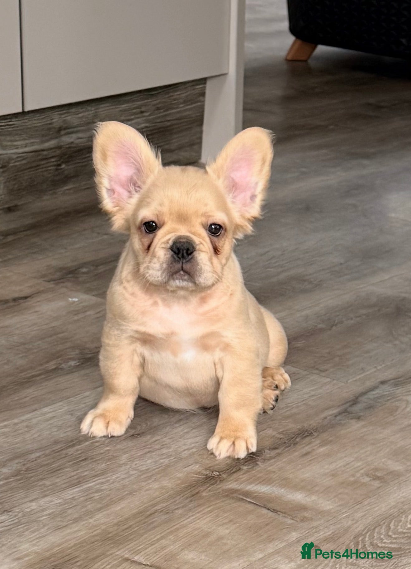 French Bulldog dogs Last female French Bulldog both vaccines complete - Advert 2