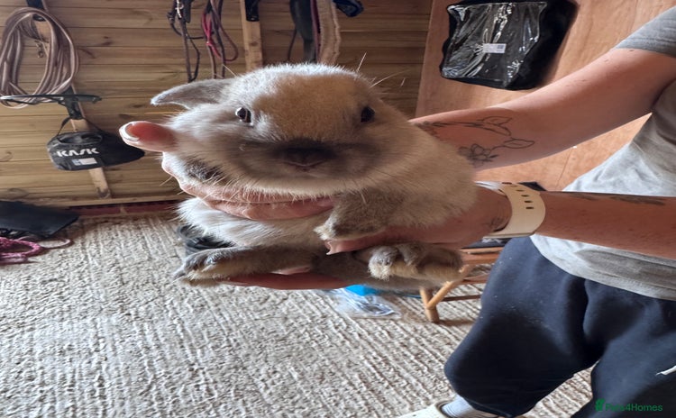 Mini Lop rabbits - Advert 2