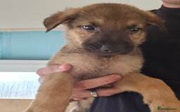 German Shepherd dogs for sale: German puppy  - Image 1