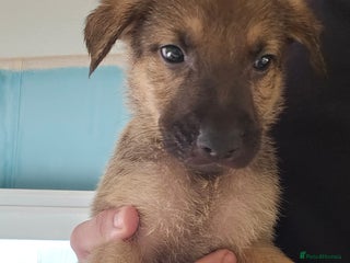 German Shepherd dogs - Advert 4