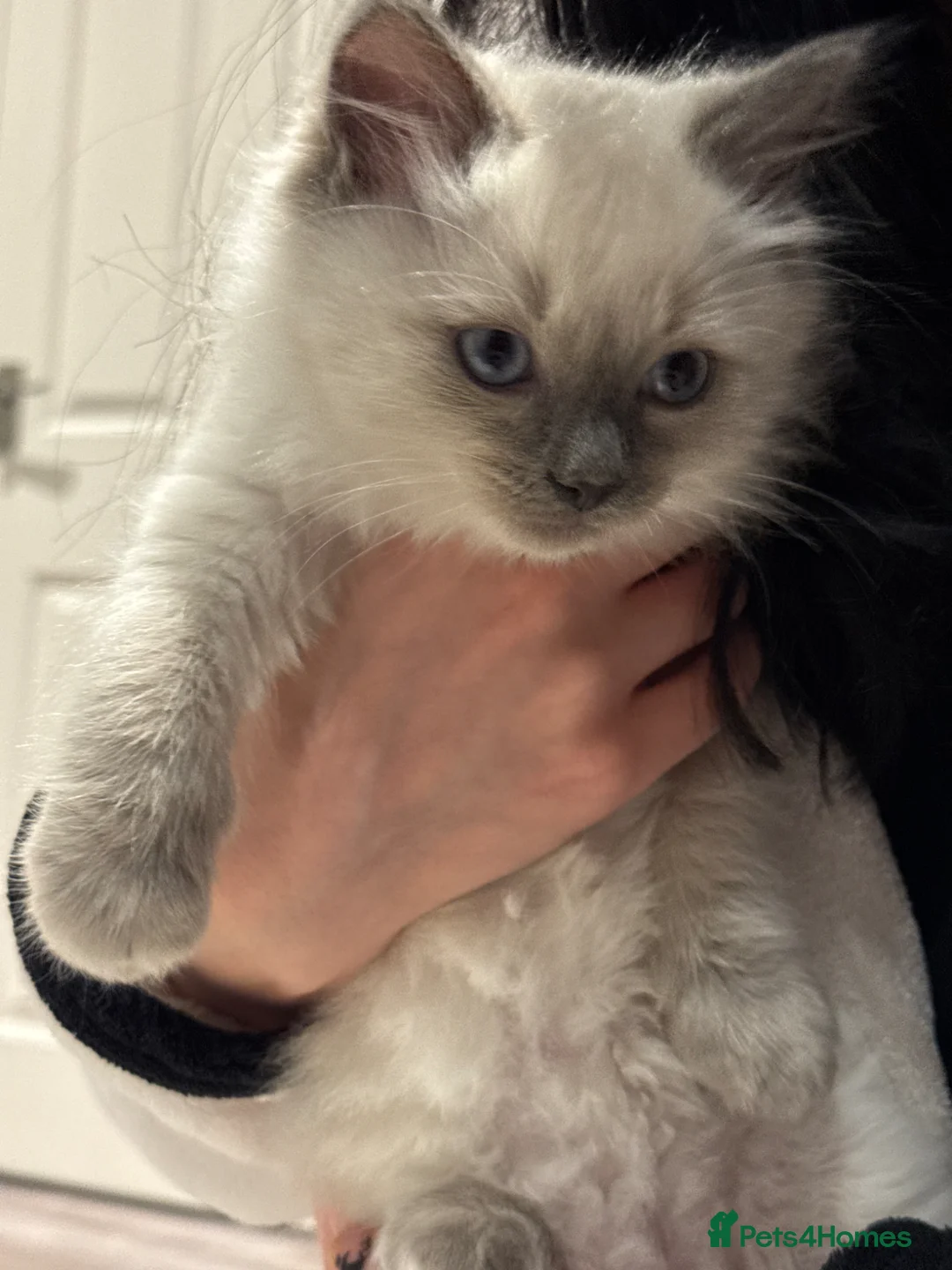 Ragdoll cats for sale: Rehoming pure ragdoll in Waltham Cross - Advert 1