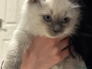 Ragdoll cats Rehoming pure ragdoll - Advert 2