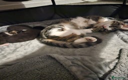 Ragdoll cats for sale: Ragdoll kittens  - Image 8