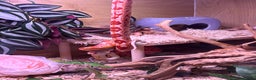 Corn Snake reptiles for sale: Female corn snake - Advert 4