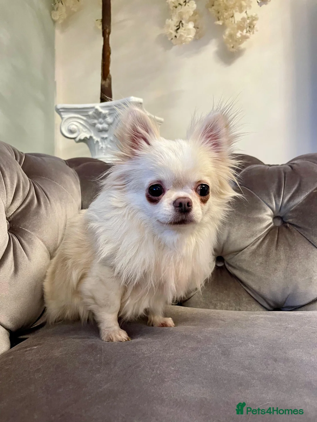 Chihuahua dogs for sale: 6 year old adorable Chihuahua girl  - Advert 13