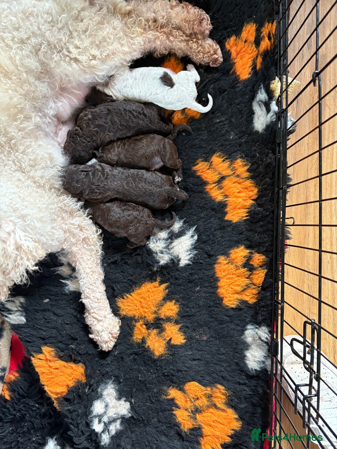Lagotto Romagnolo dogs for sale: Stunning lagottos puppies  - Image 7