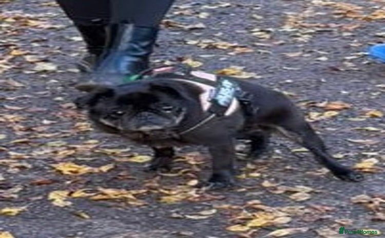 Pug dogs 13 year old female pug in need of a new home - Advert 16