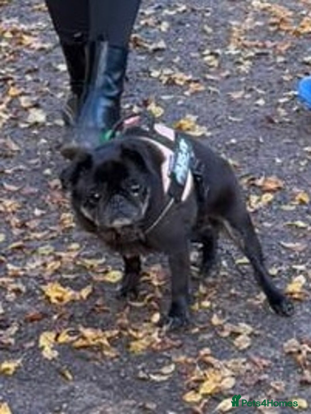 Pug dogs for sale: 13 year old female pug in need of a new home - Advert 1