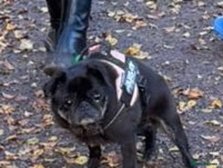 Pug dogs for sale: 13 year old female pug in need of a new home - Advert 1