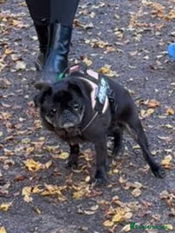 Pug dogs 13 year old female pug in need of a new home - Advert 1