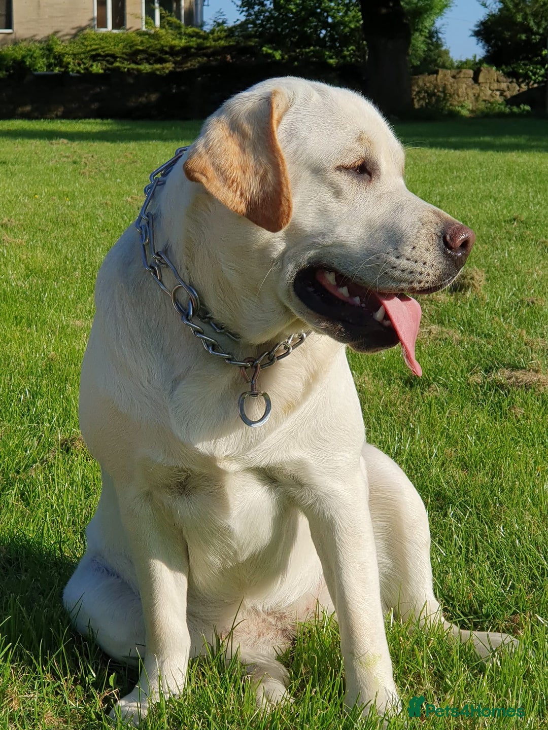 Labrador Retriever dogs for sale: six boys and six girls - Image 6
