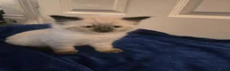 Ragdoll cats for sale: Colour point kittens  - Advert 8