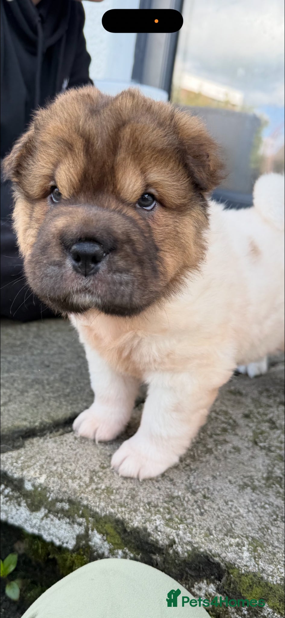 Shar Pei dogs Bear Coat Shar Pei KC Registered  - Advert 1