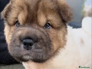 Shar Pei dogs Bear Coat Shar Pei KC Registered - Advert 1