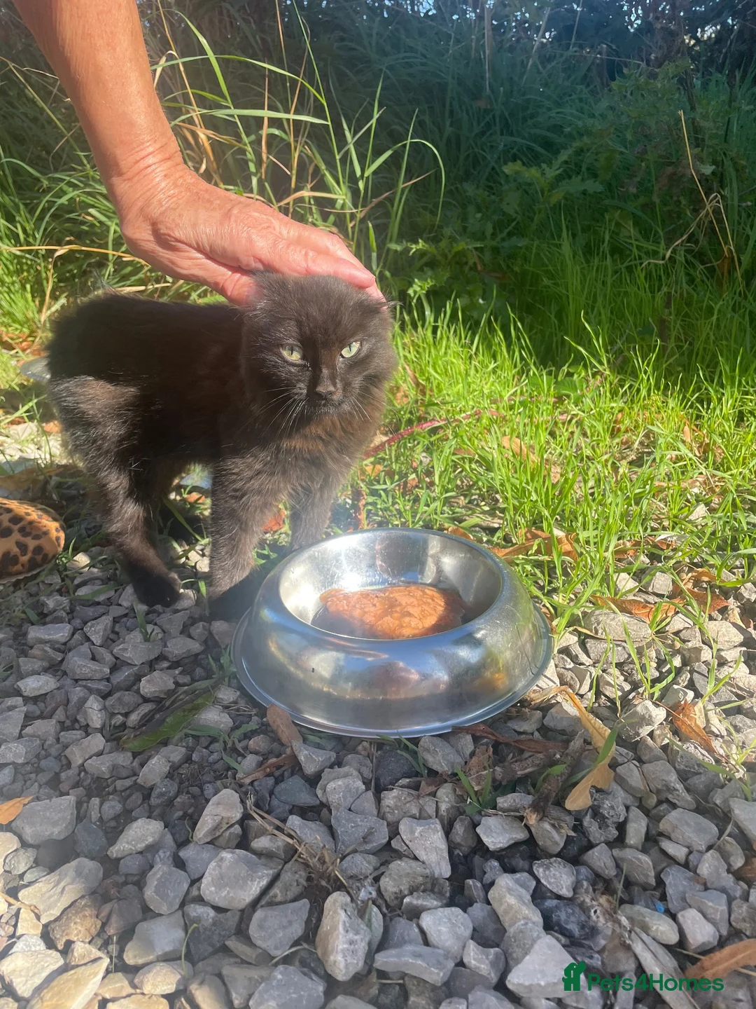 Mixed Breed cats for sale: Fluffy black and ginger kitten - Advert 2