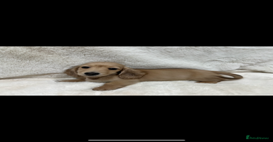 Miniature Dachshund dogs - Advert 12
