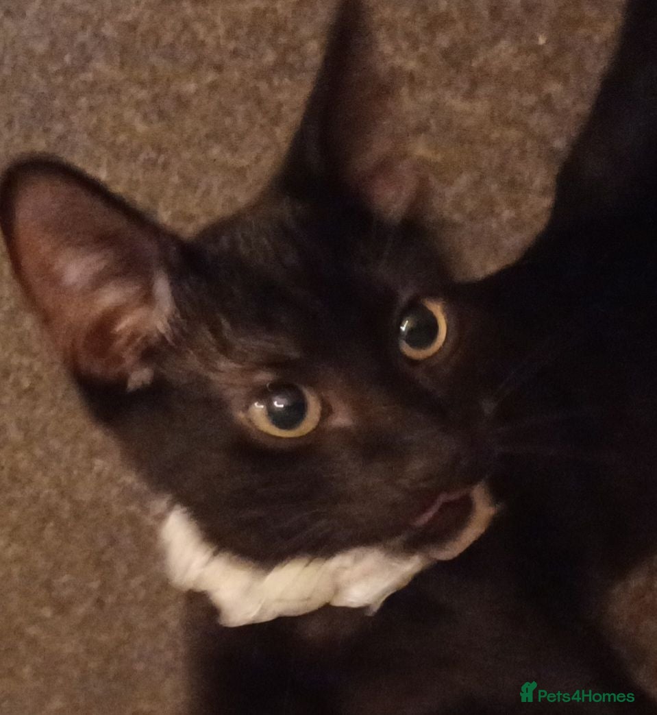 Mixed Breed cats 2boys & 2girls  - Advert 1
