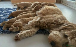 Cavapoo dogs for sale: Beautiful red cavapoo puppies - Image 5