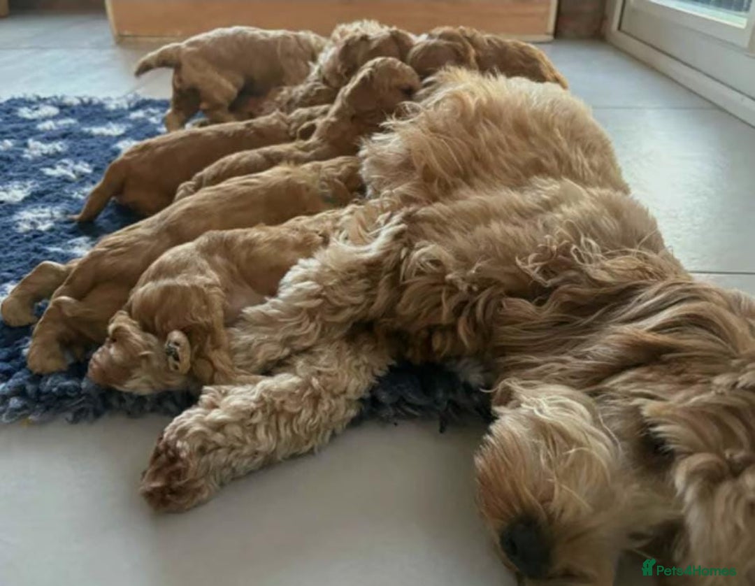 Cavapoo dogs for sale: Beautiful red cavapoo puppies - Image 5