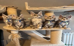 Maine Coon cats for sale: Stunning Maine Coon kittens  - Image 8