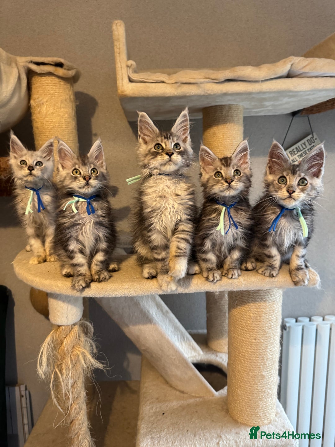 Maine Coon cats for sale: Stunning Maine Coon kittens  - Image 8