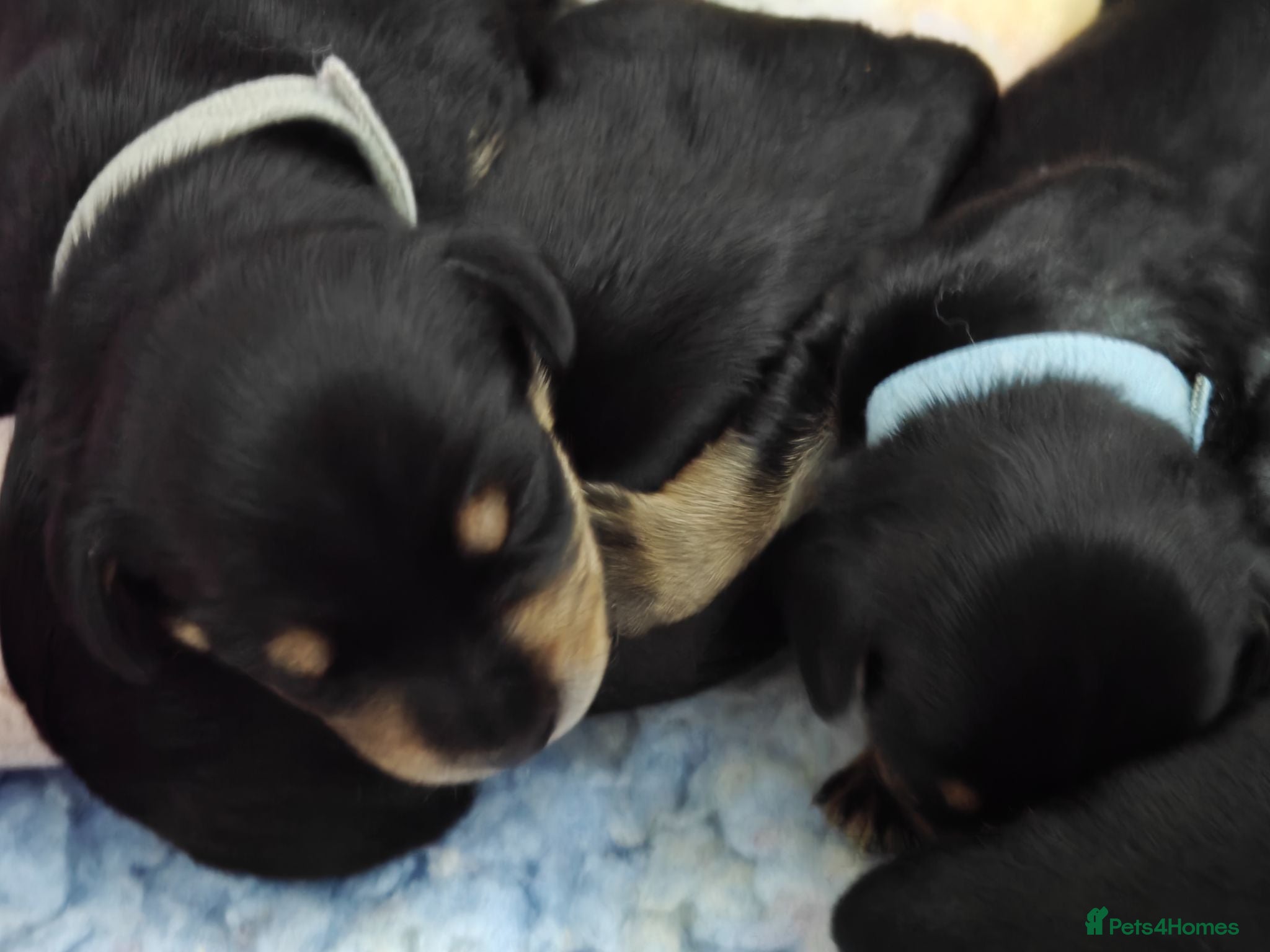 Mixed Breed dogs Schnoxie puppies  - Advert 2