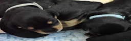 Mixed Breed dogs for sale: Schnoxie puppies  - Advert 2