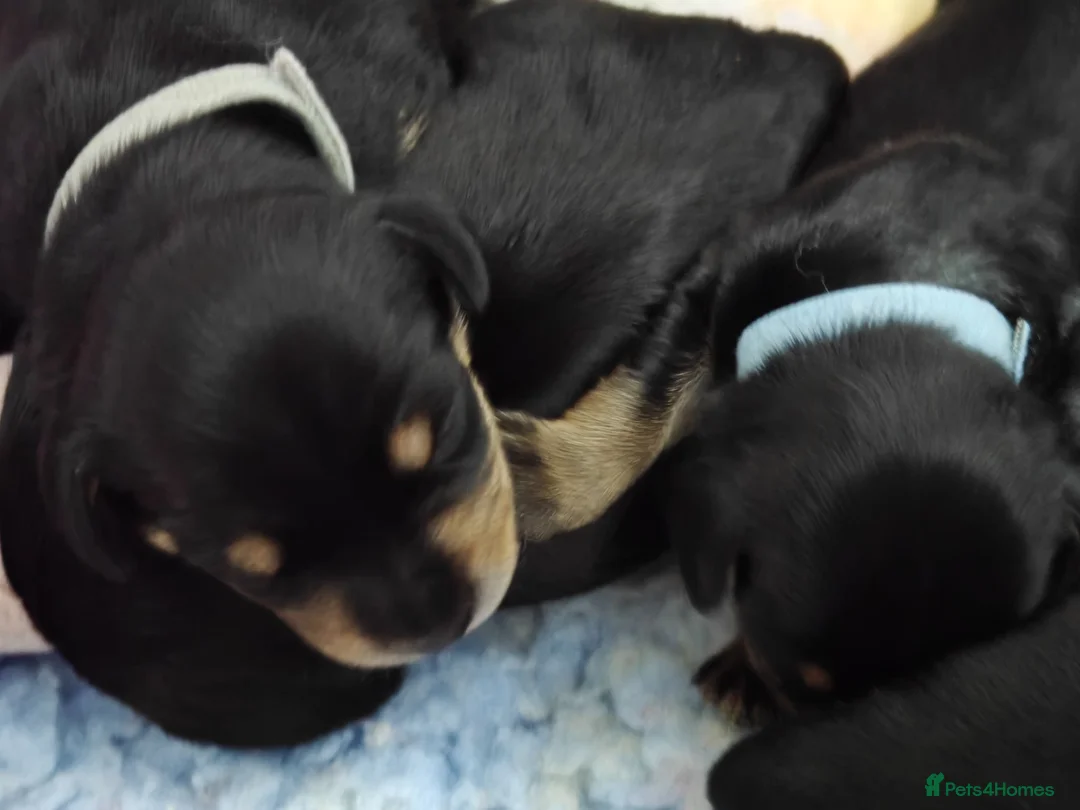 Mixed Breed dogs for sale: Schnoxie puppies  - Advert 2
