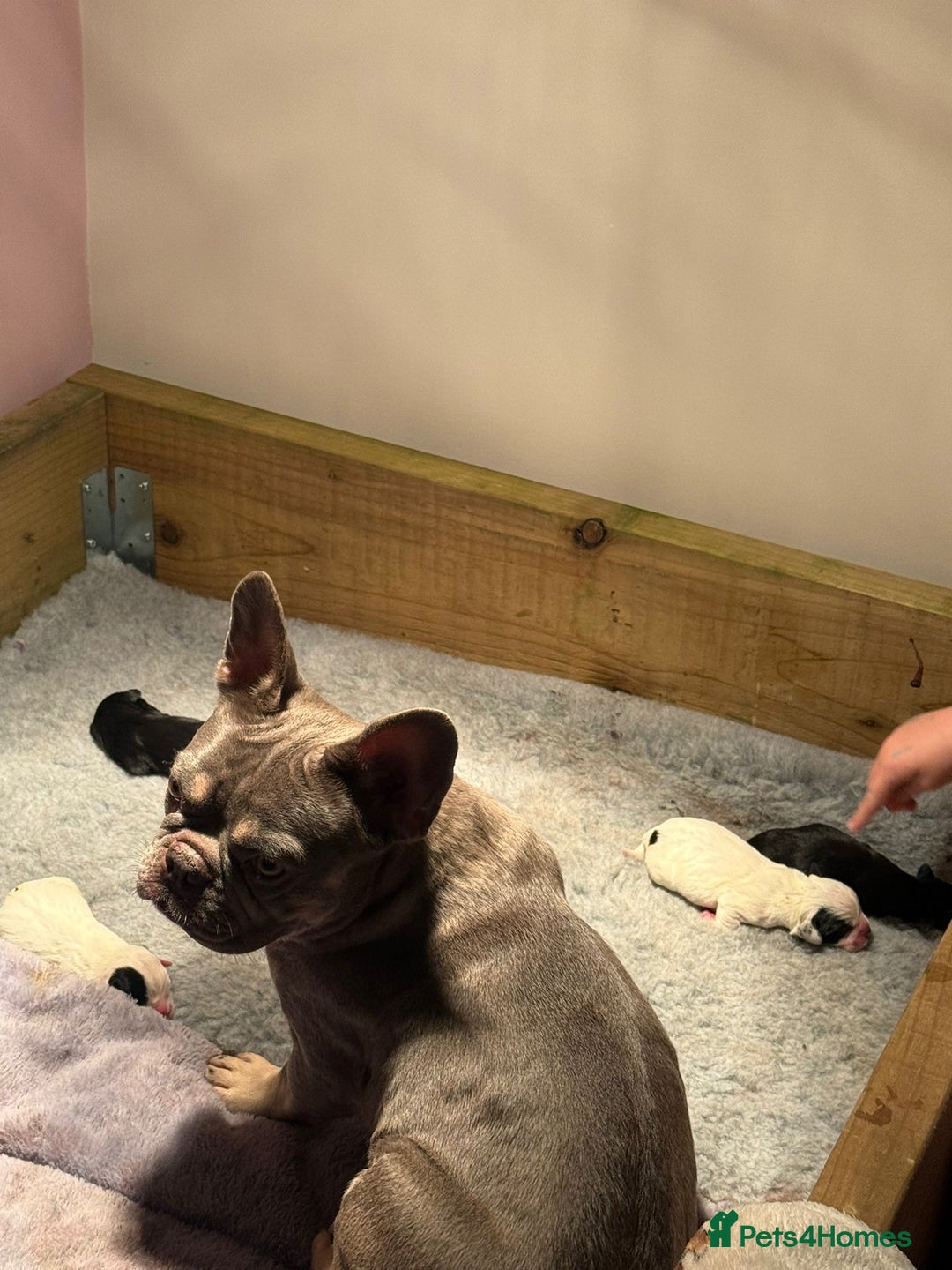 Mixed Breed dogs for sale: French bulldog x cocker spaniel pups - Advert 5