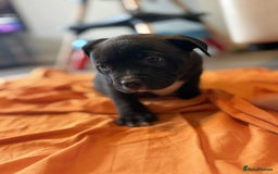 American Bully dogs for sale: Pocket bully - Image 6