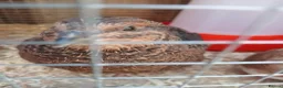 Quail poultry for sale: Gorgeous 8 week old corturnix quail  - Advert 20