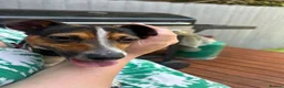 Jack Russell dogs for stud: Scamp Jack Russell  - Advert 5