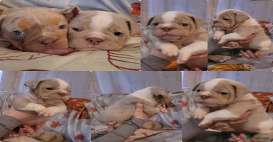 English Bulldog dogs - Advert 12