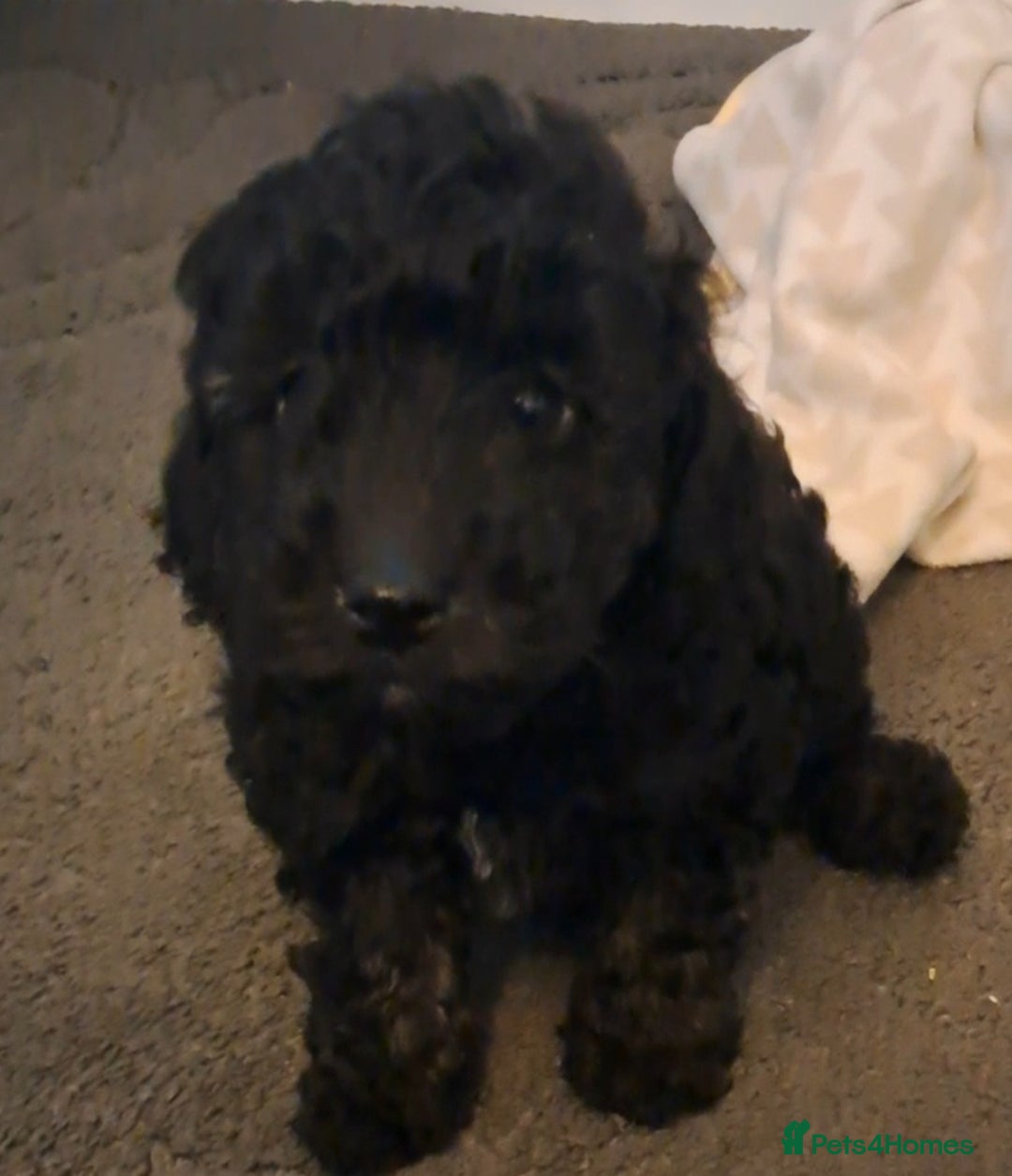 Mixed Breed dogs for sale: Beautiful poodle puppys - Advert 6