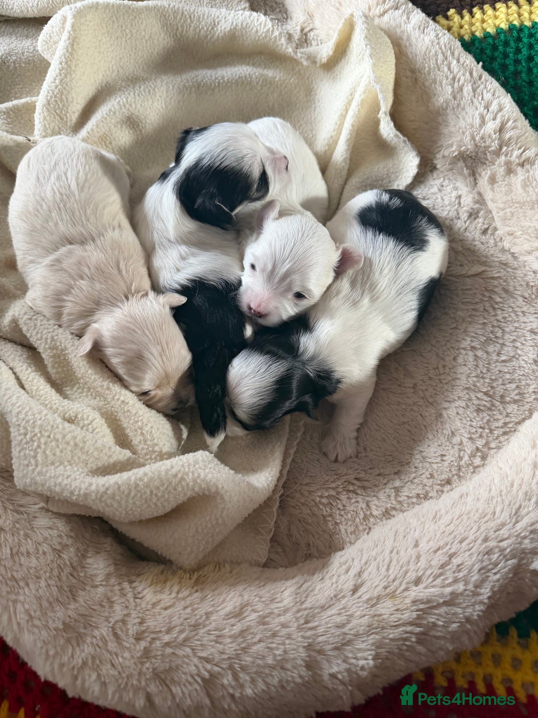 Morkie dogs for sale: +44 7794 219509 Mini morkie for sale  - Image 1