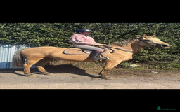 Appaloosa horses for sale: Gilly - Image 2