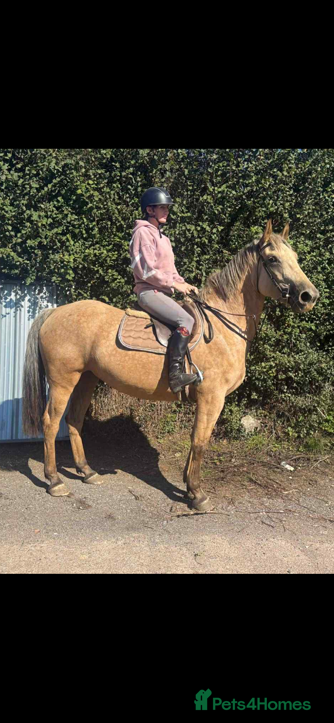 Appaloosa horses for sale: Gilly - Image 2