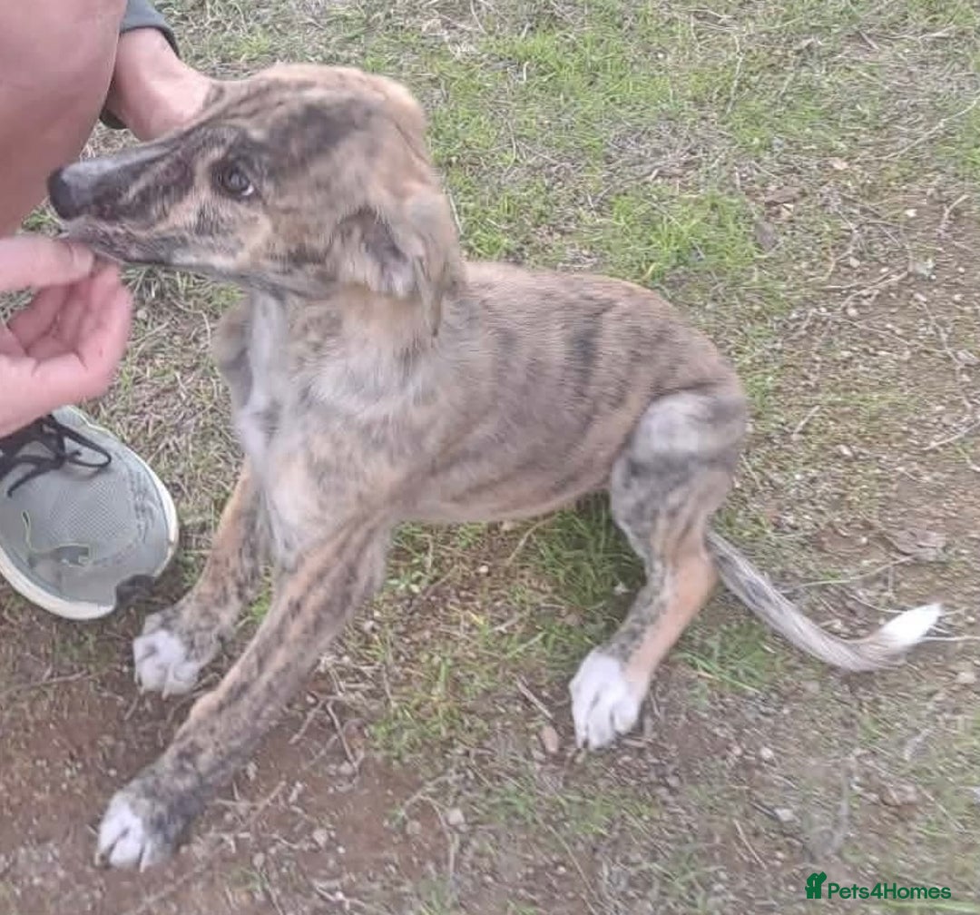 Mixed Breed dogs for adoption: Taz needs a loving home  - Advert 15